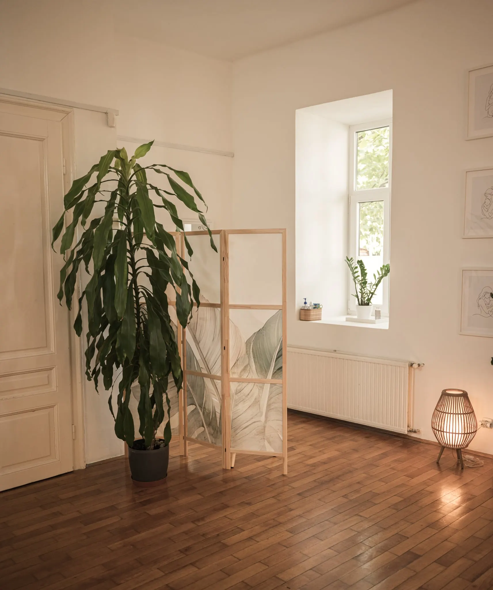 Monstera és bambusz paraván a napfényes ablak előtt